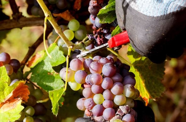 Vin et dégustation