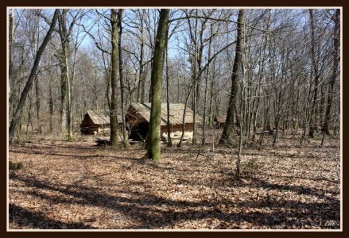 FORêT DE CHAUX